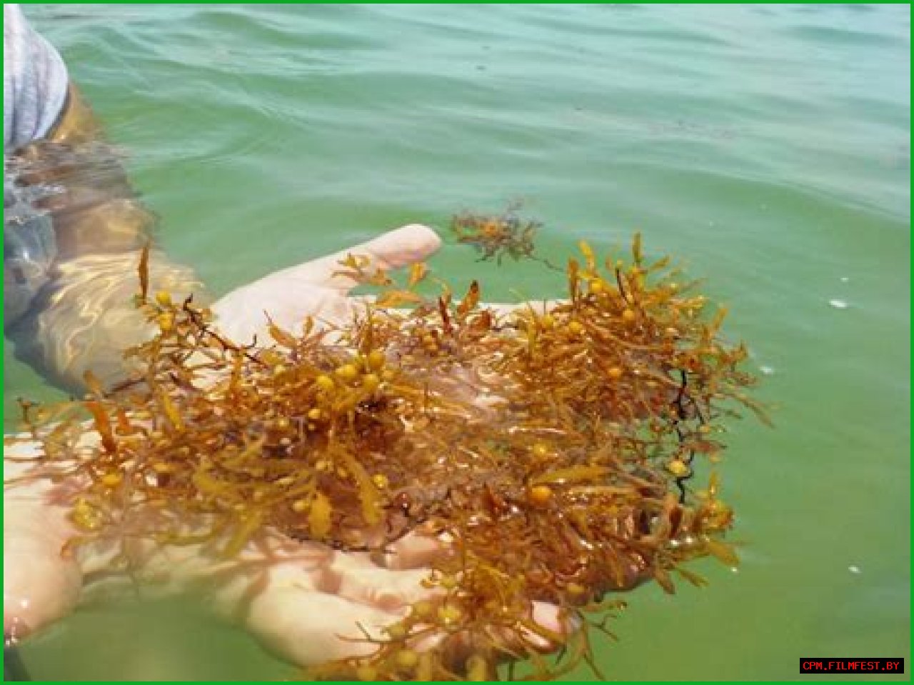 Can Sargassum seaweed be eaten?