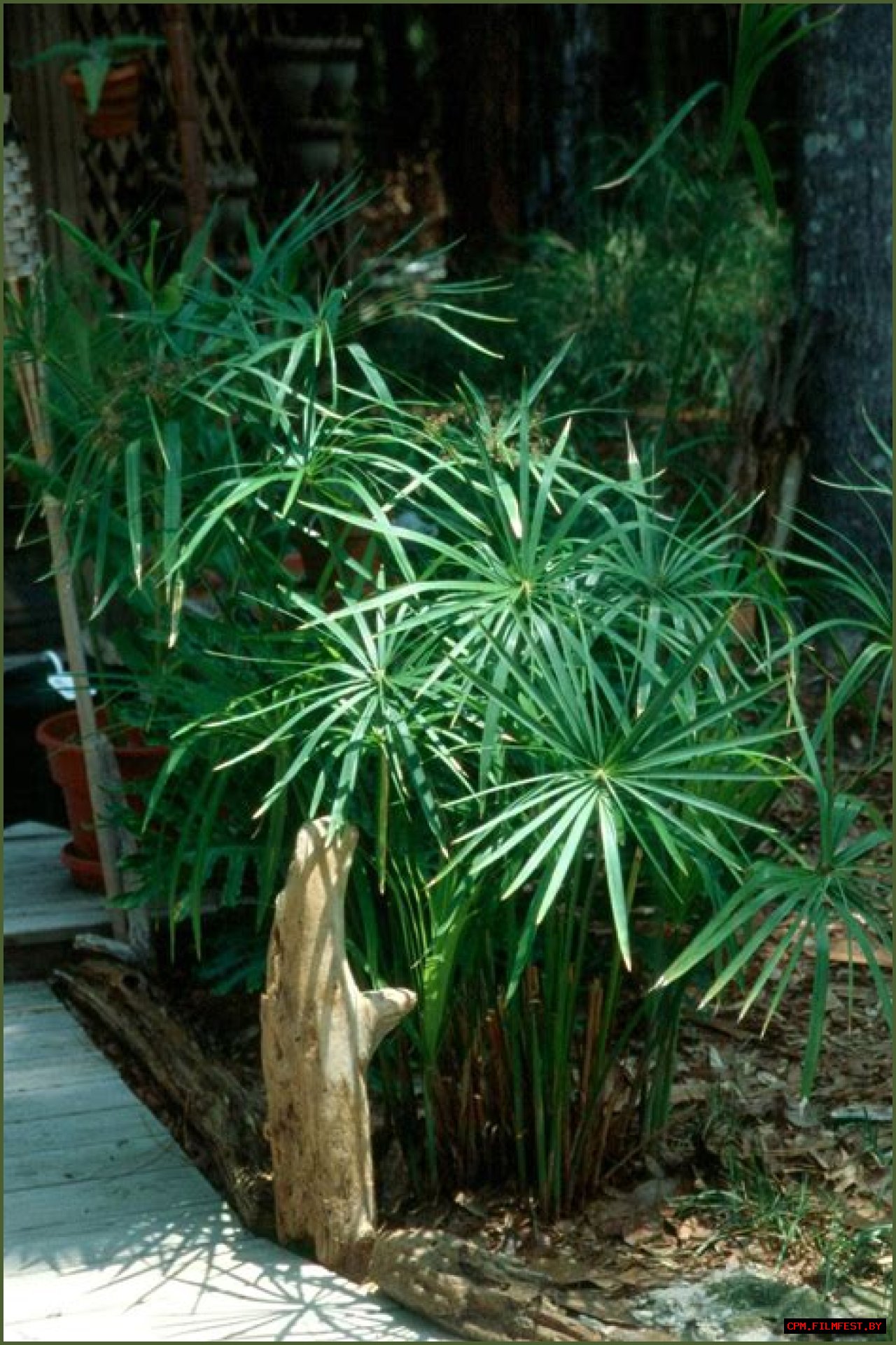 Umbrella palm thrives anywhere it's planted