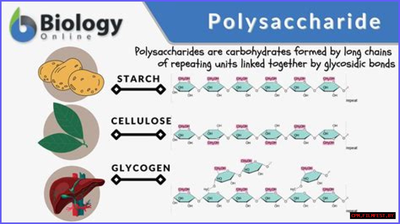 What carbohydrate is a storage polysaccharide in animals?